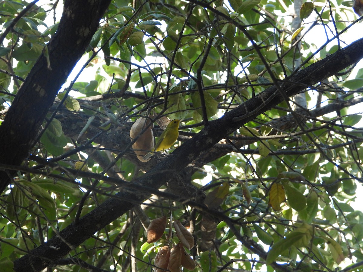 Wilson's Warbler - ML645332475