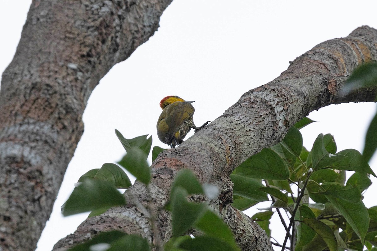 paprikaspett - ML645332476