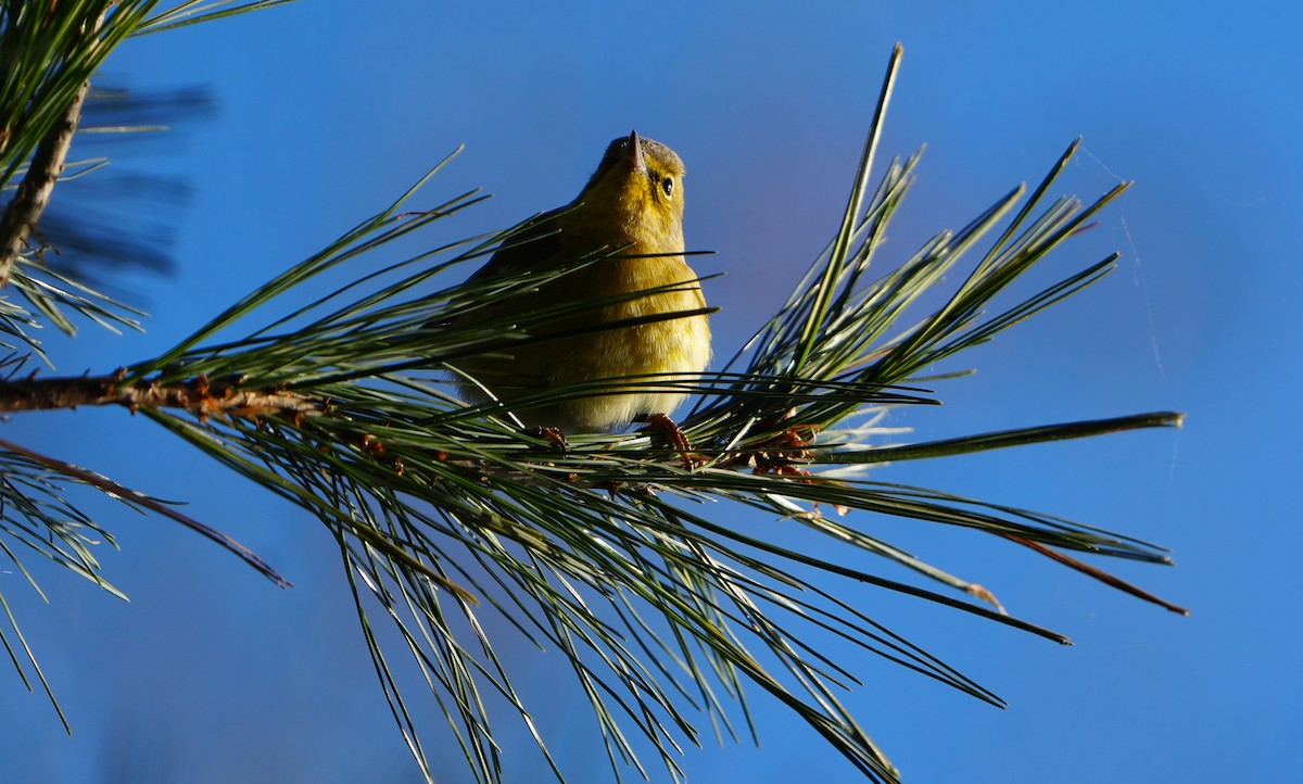 Pine Warbler - ML645332481