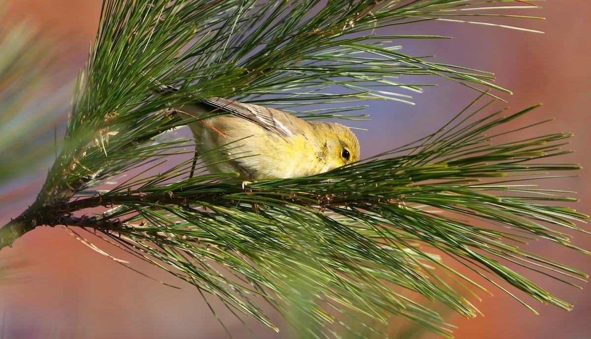 Pine Warbler - ML645332482