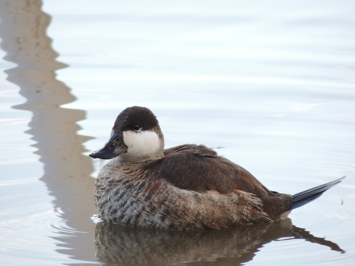 Ruddy Duck - ML645332484