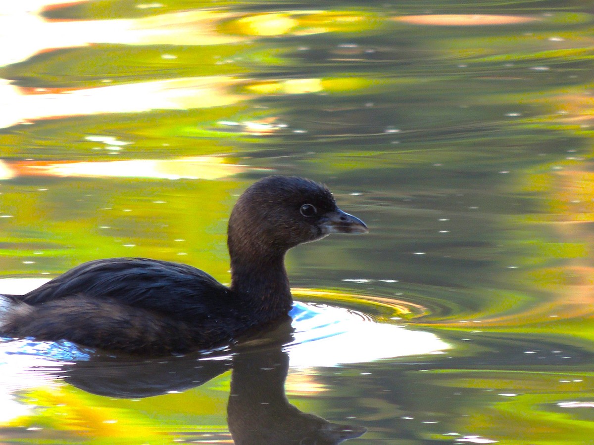 Pied-billed Grebe - ML645332495