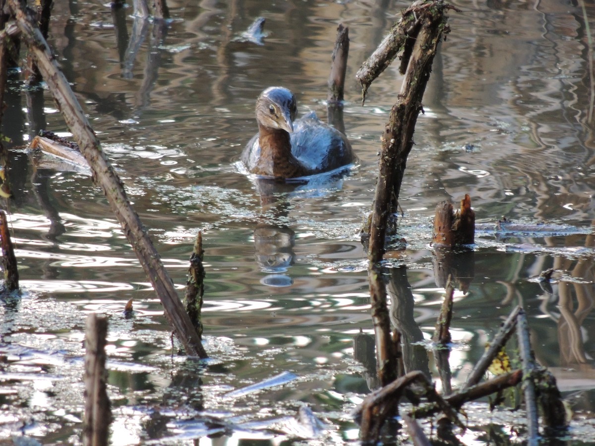Pied-billed Grebe - ML645332496