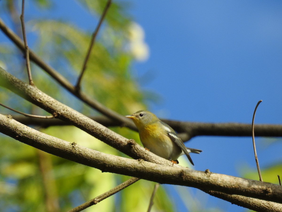 Northern Parula - ML645332498