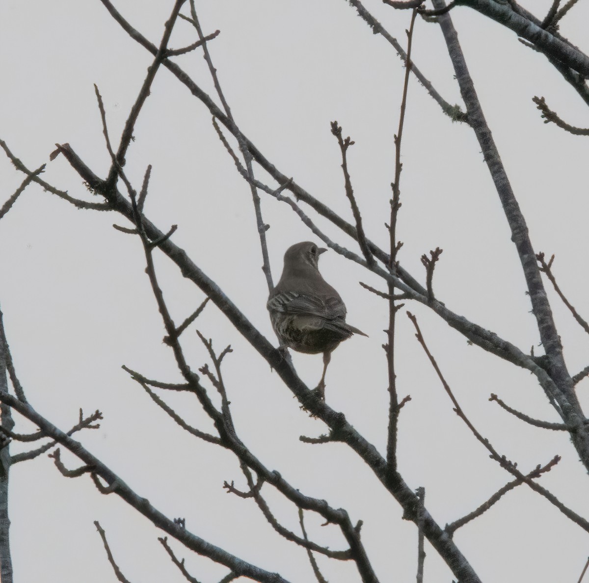 Mistle Thrush - ML645332499