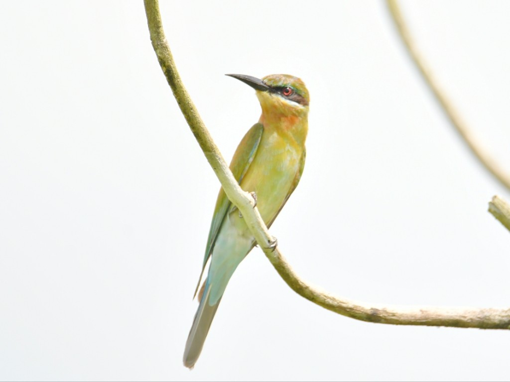 Blue-tailed Bee-eater - ML645332500