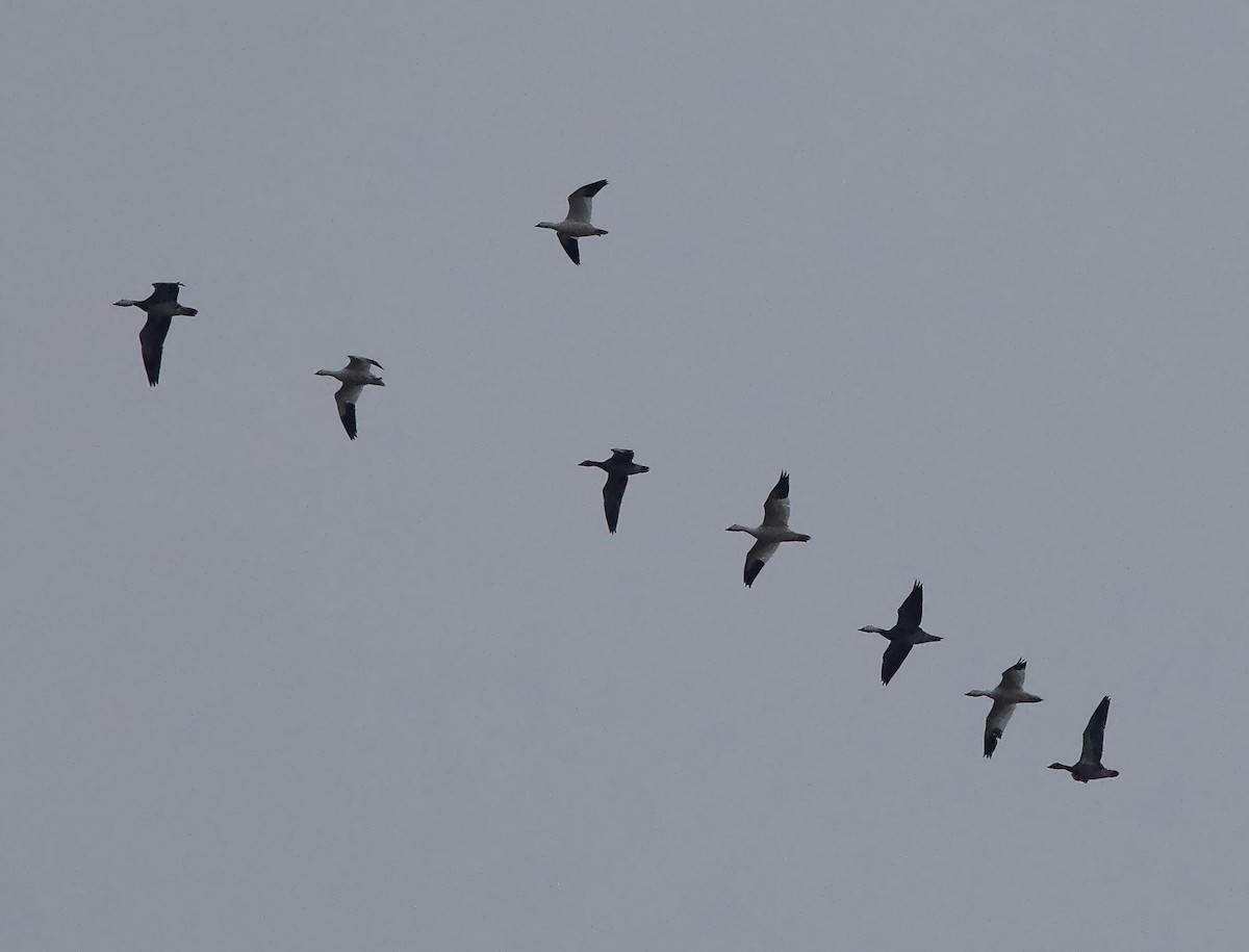 Snow Goose - ML645332501