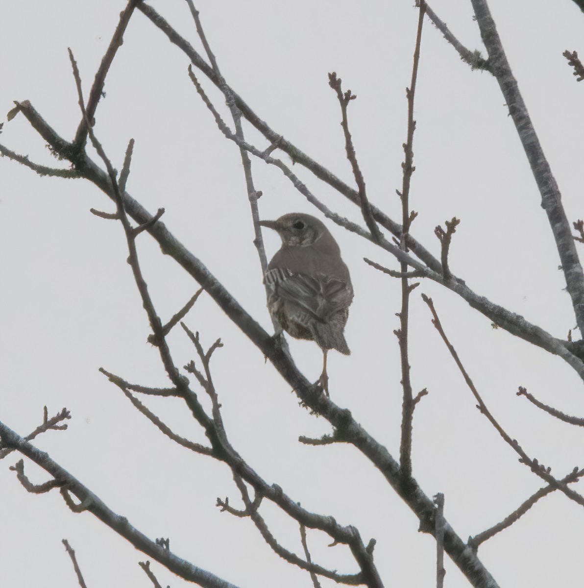 Mistle Thrush - ML645332502