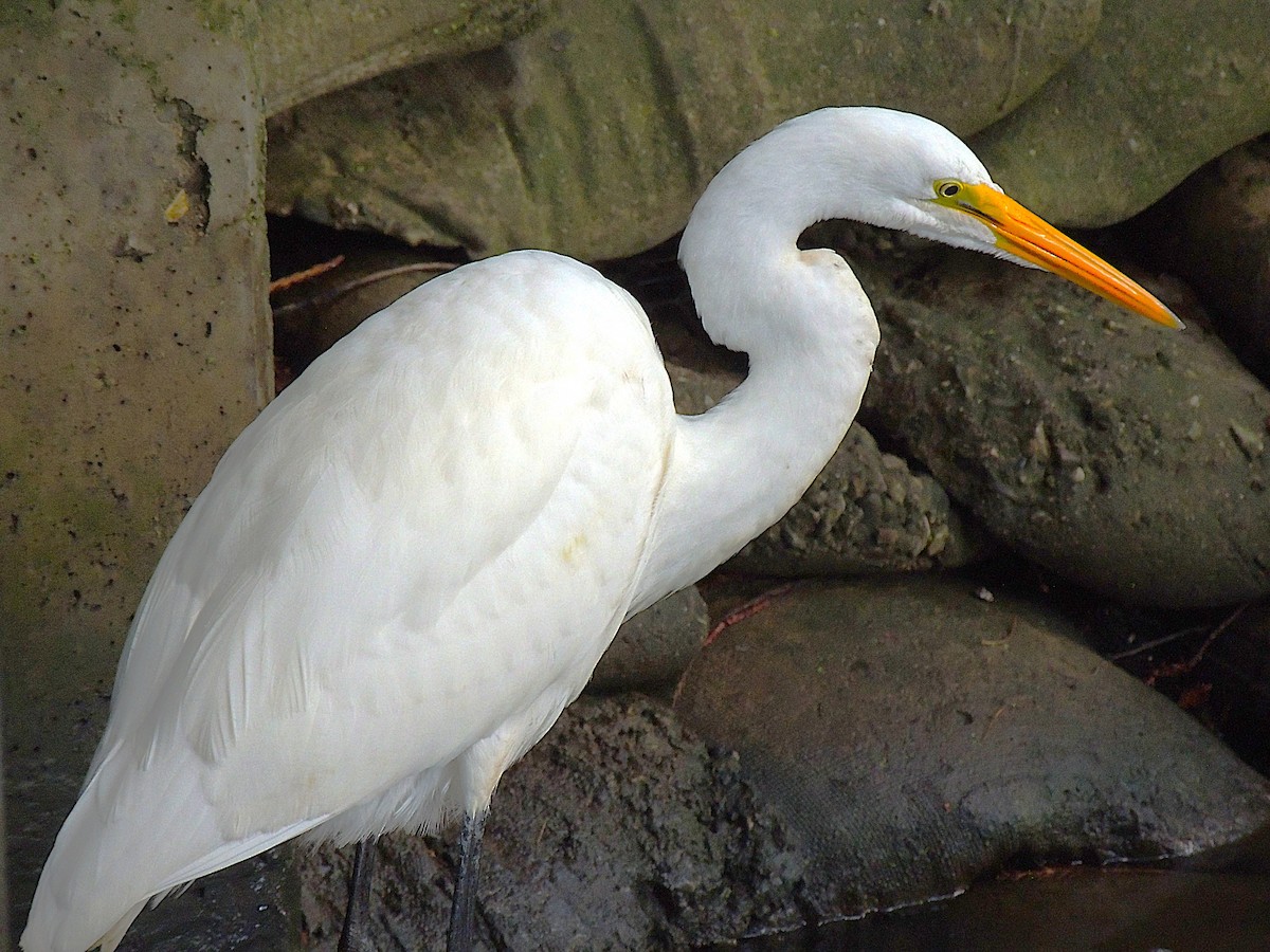Snowy Egret - ML645332509