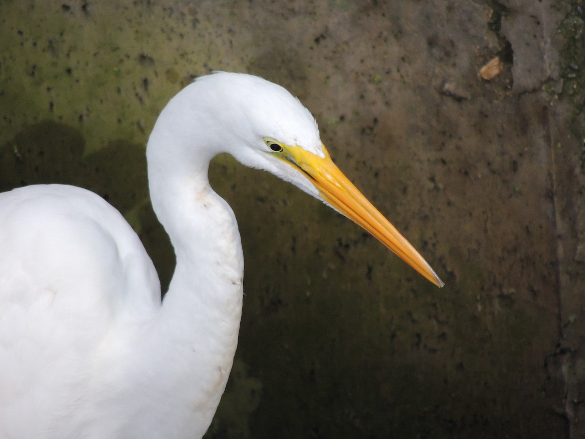 Snowy Egret - ML645332511