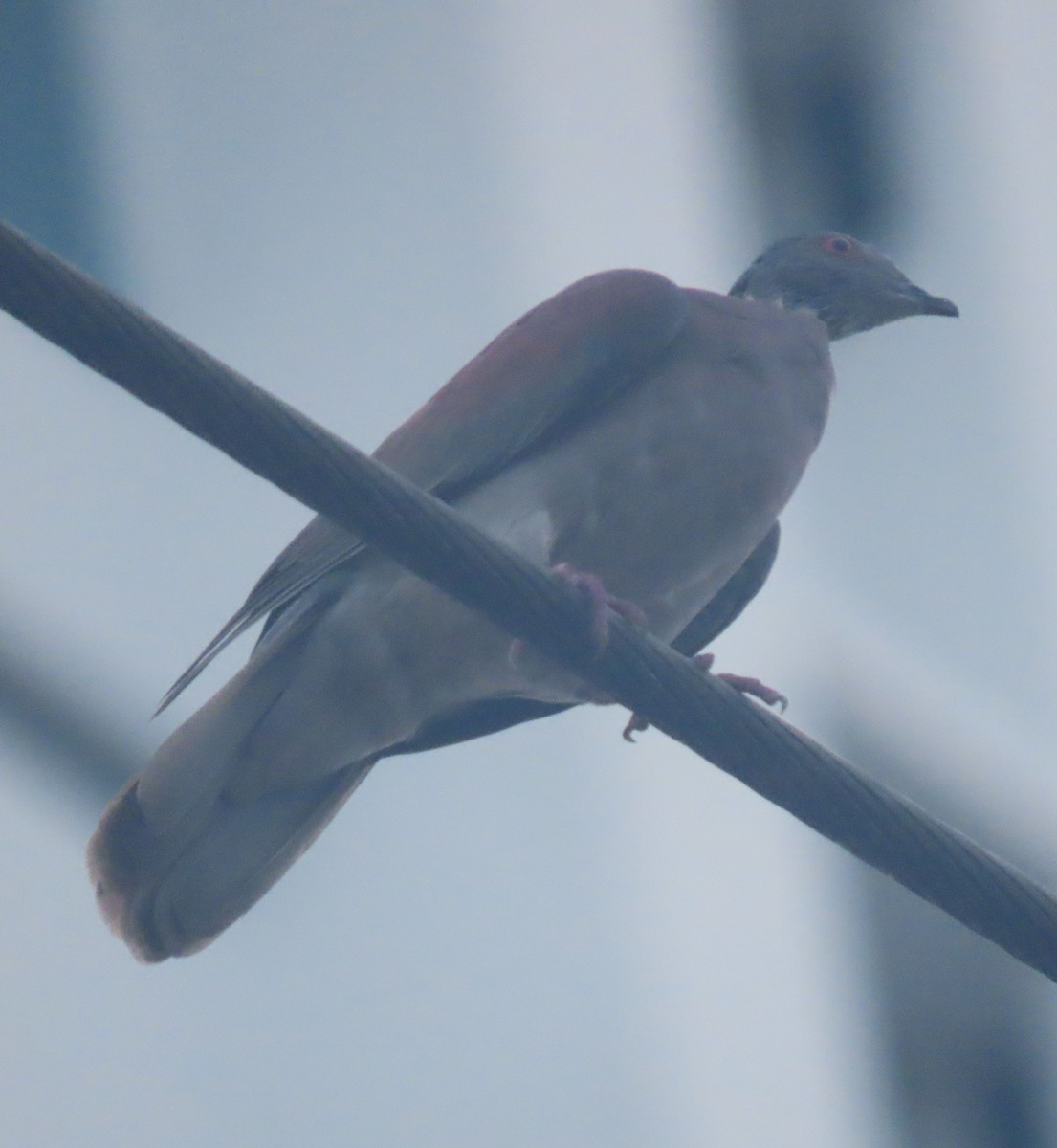 Paloma Colorada - ML645332514