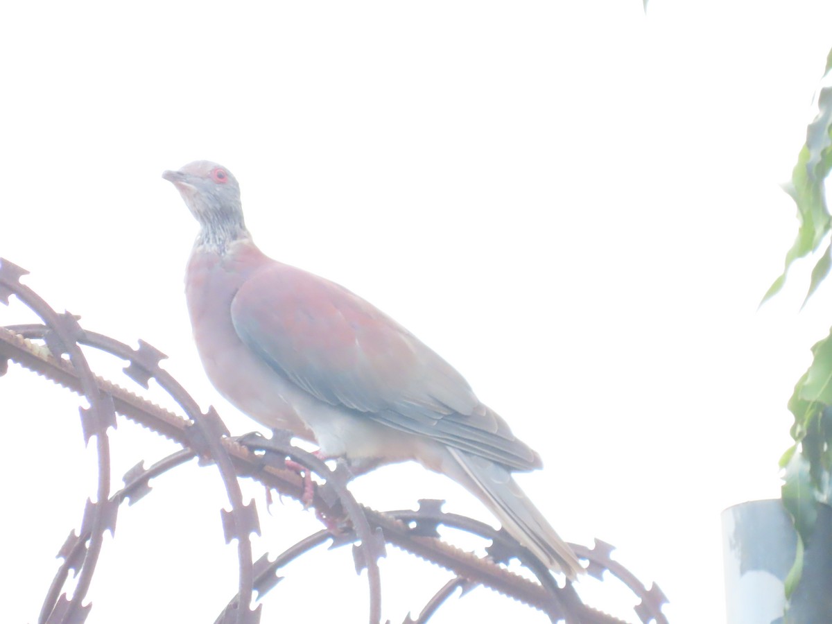 Paloma Colorada - ML645332515