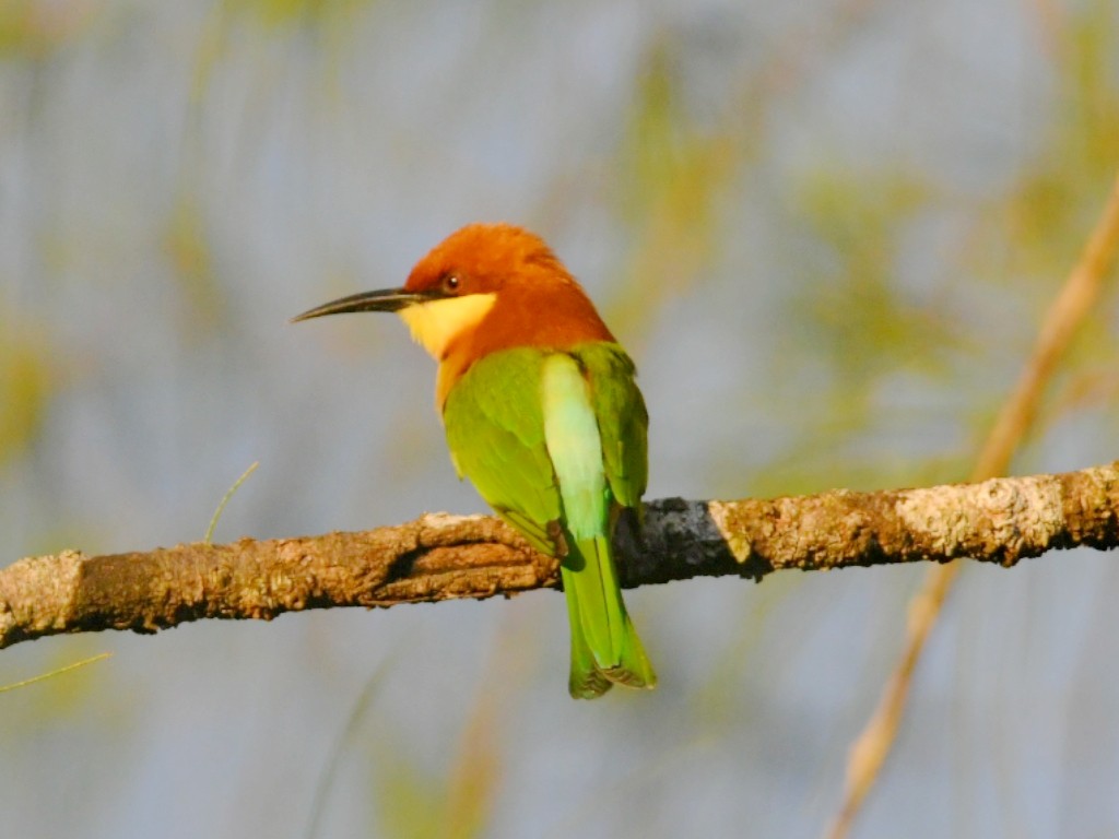 Chestnut-headed Bee-eater - ML645332518