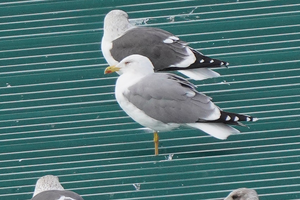 Yellow-legged Gull - ML645332519