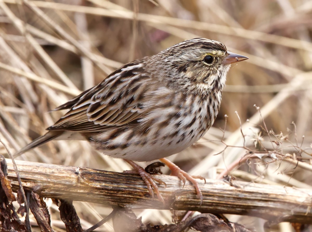 Savannah Sparrow - ML645332521