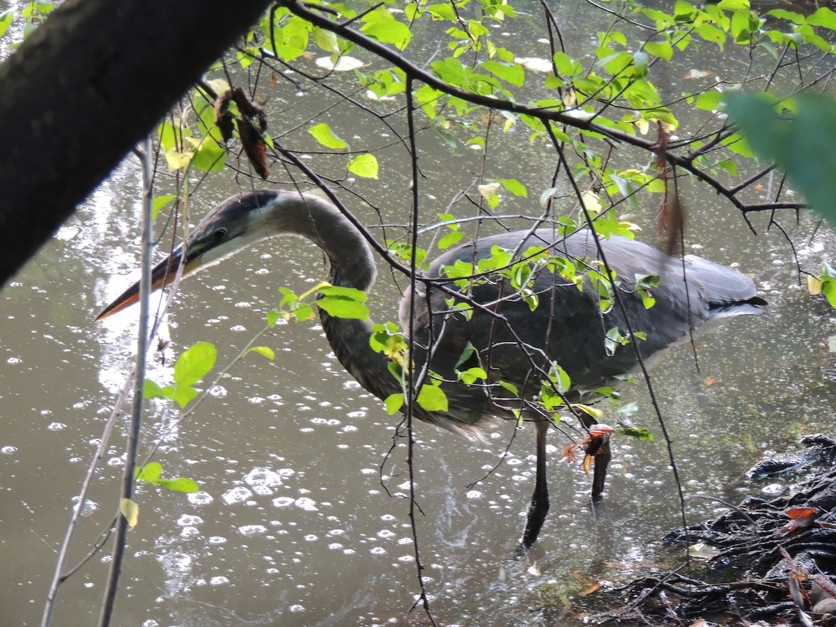 Great Blue Heron - ML645332523