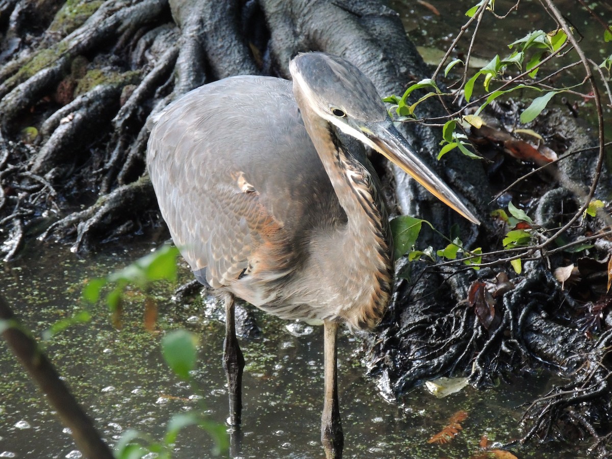 Great Blue Heron - ML645332524