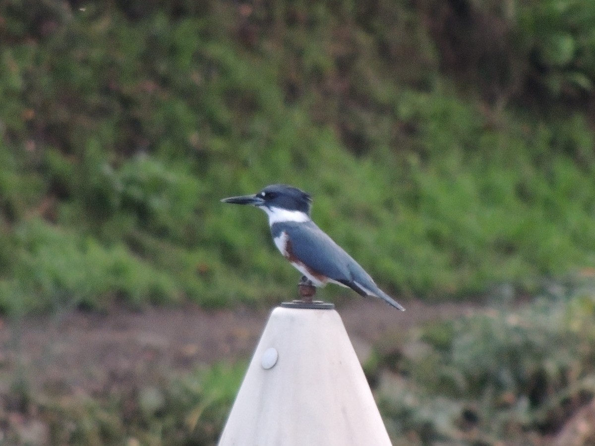 Belted Kingfisher - ML645332527