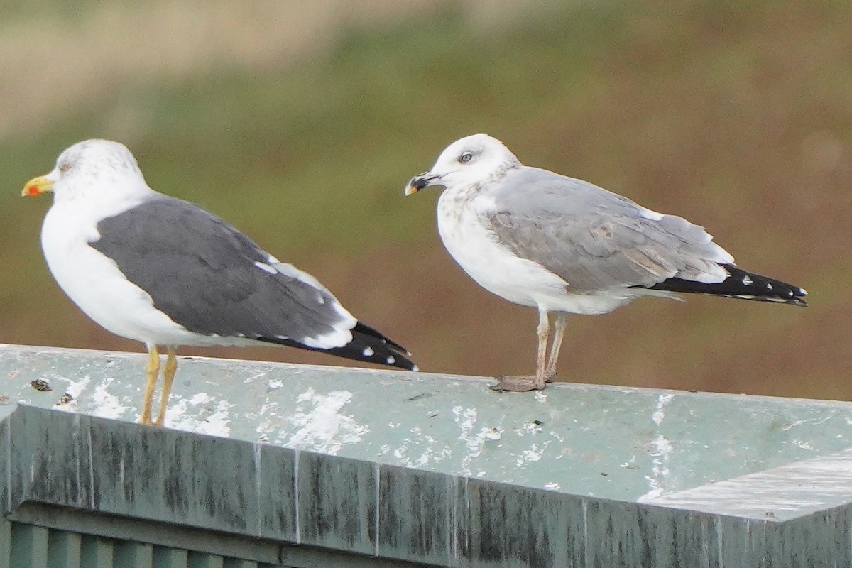 Yellow-legged Gull - ML645332530