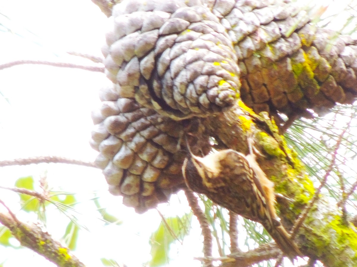 Brown Creeper - ML645332534