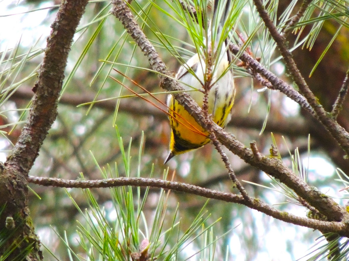 Townsend's Warbler - ML645332538
