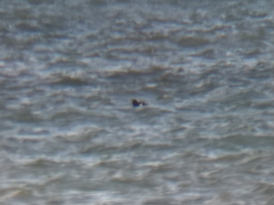 White-winged Scoter - ML645332551