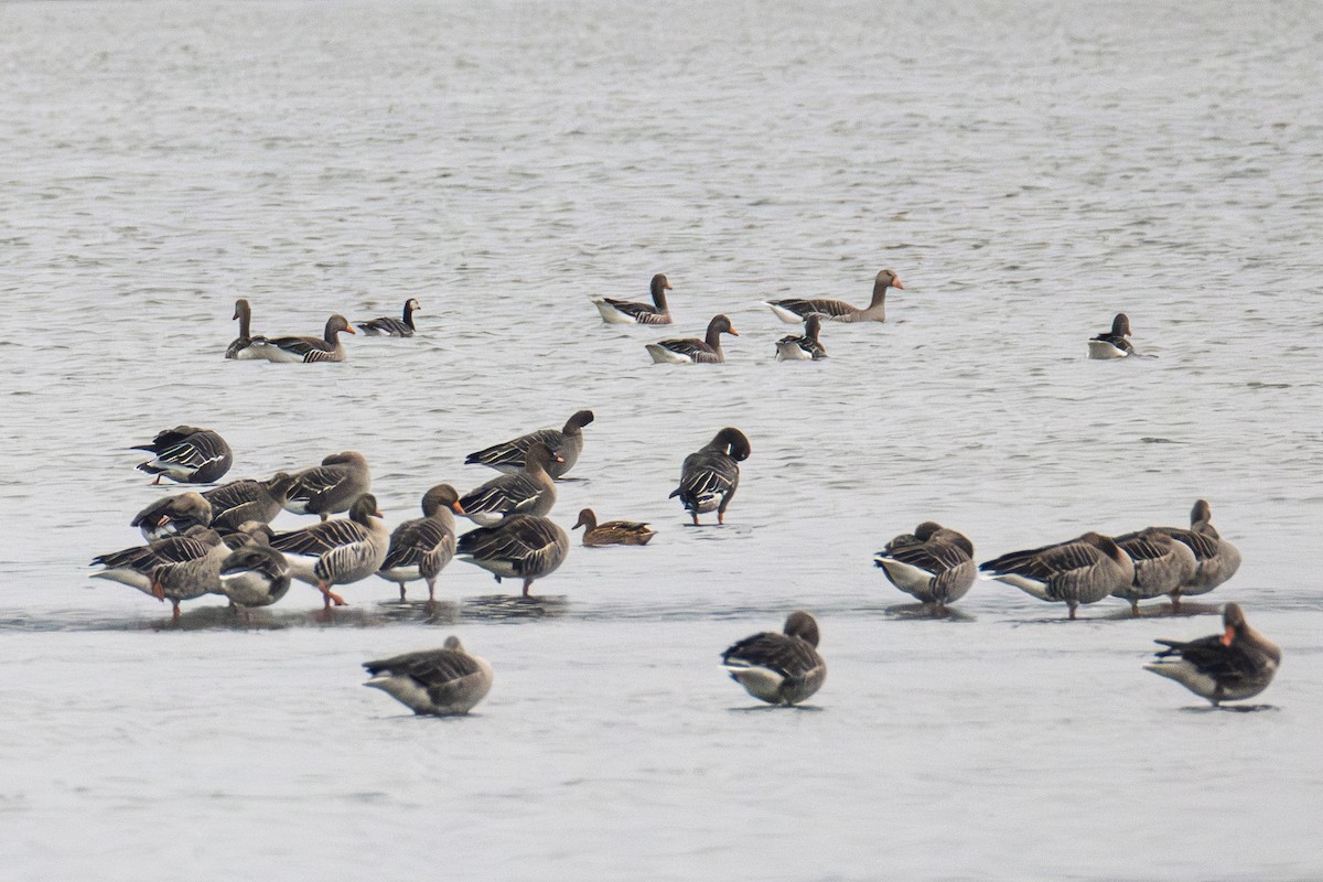 Barnacle Goose - ML645332577