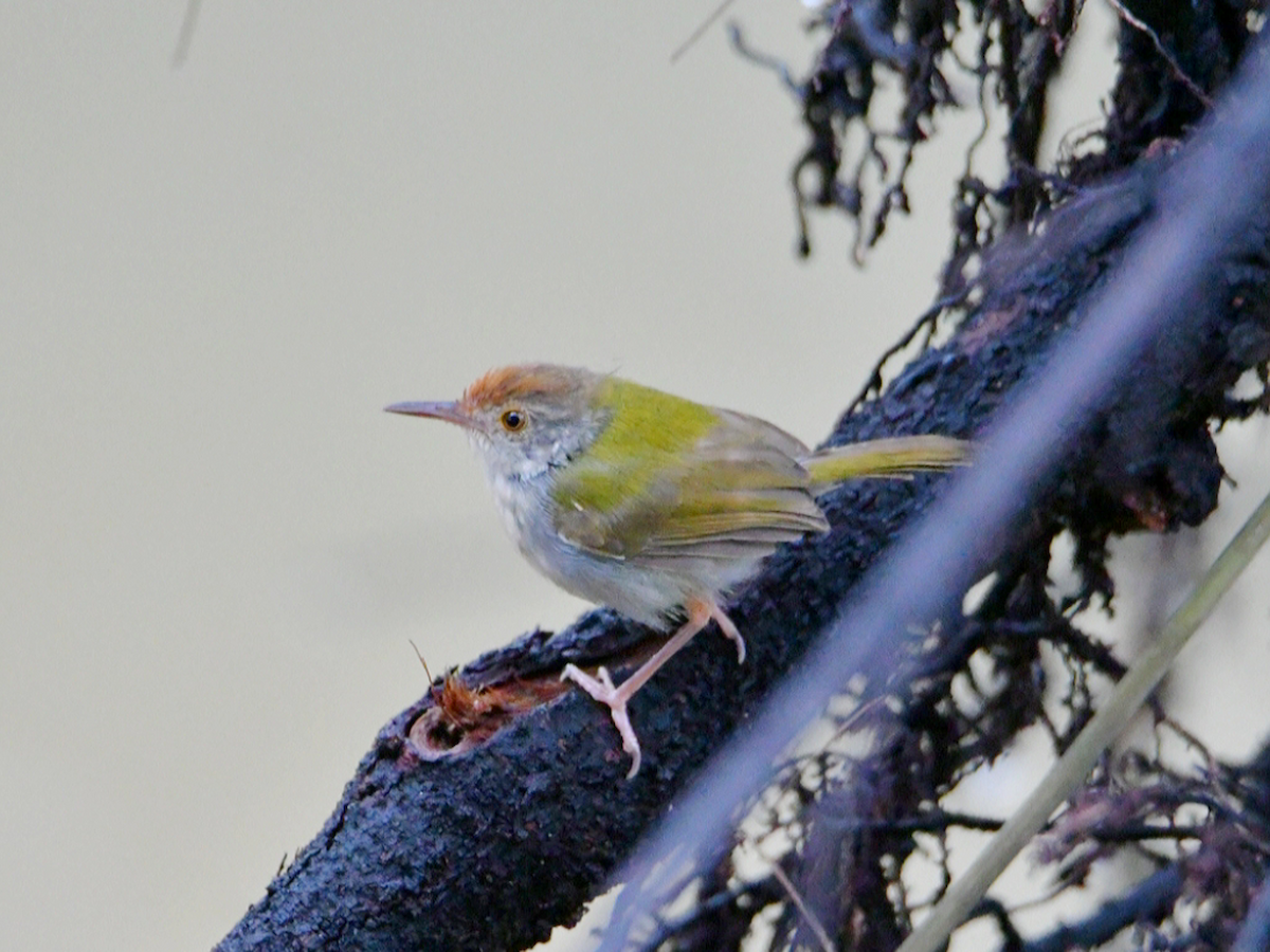 Common Tailorbird - ML645332580