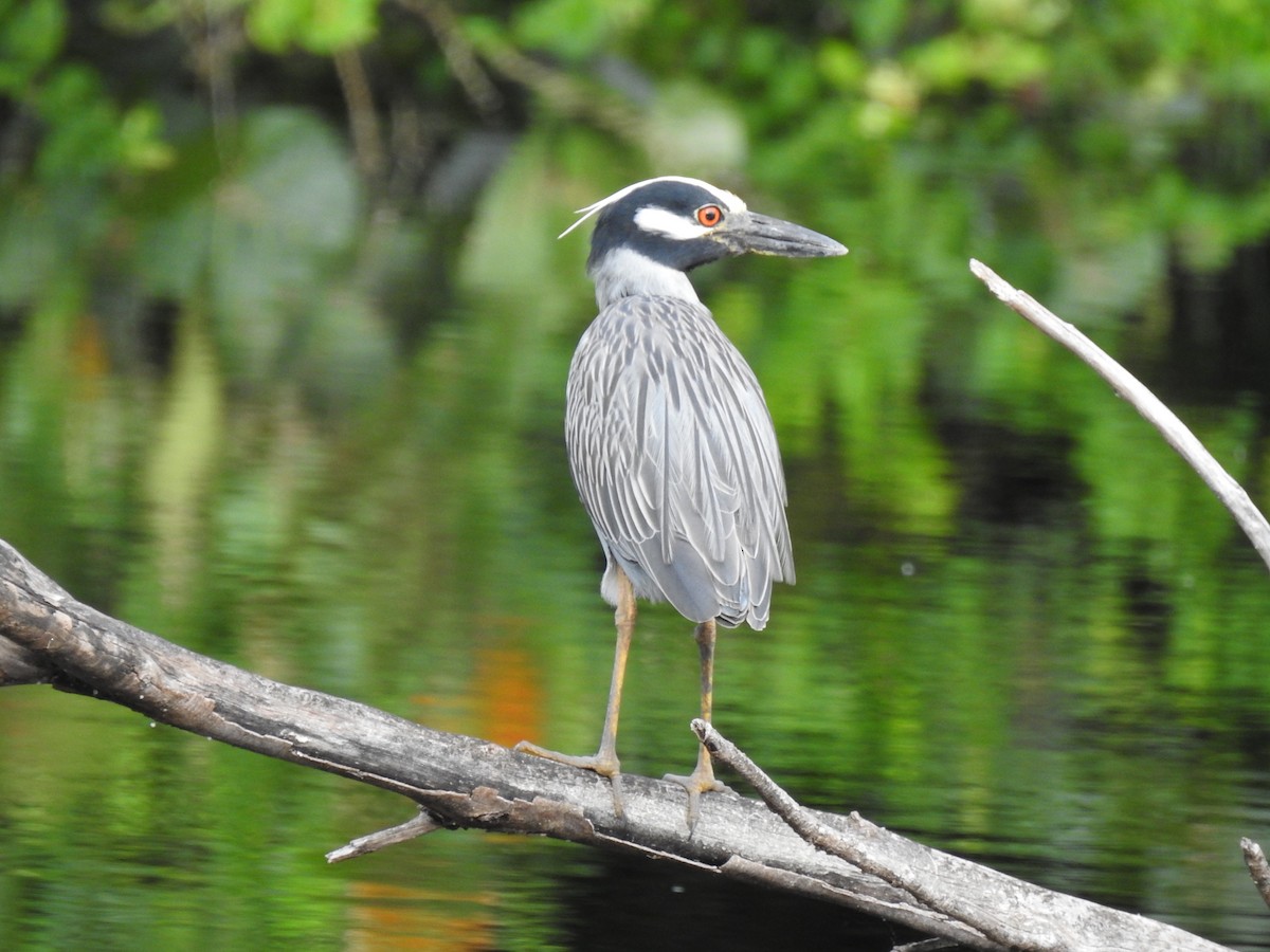 Yellow-crowned Night Heron - ML645332587