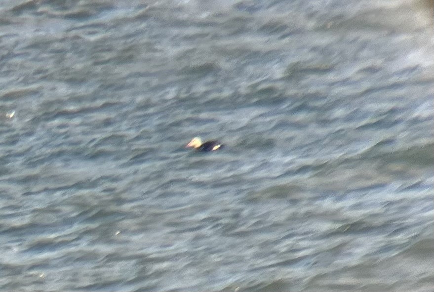 King Eider - ML645332595