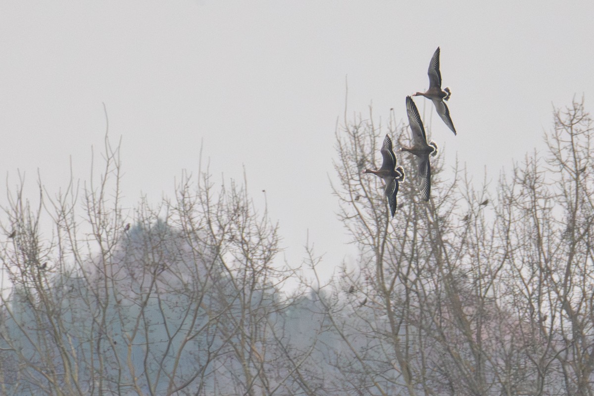 Greater White-fronted Goose - ML645332619