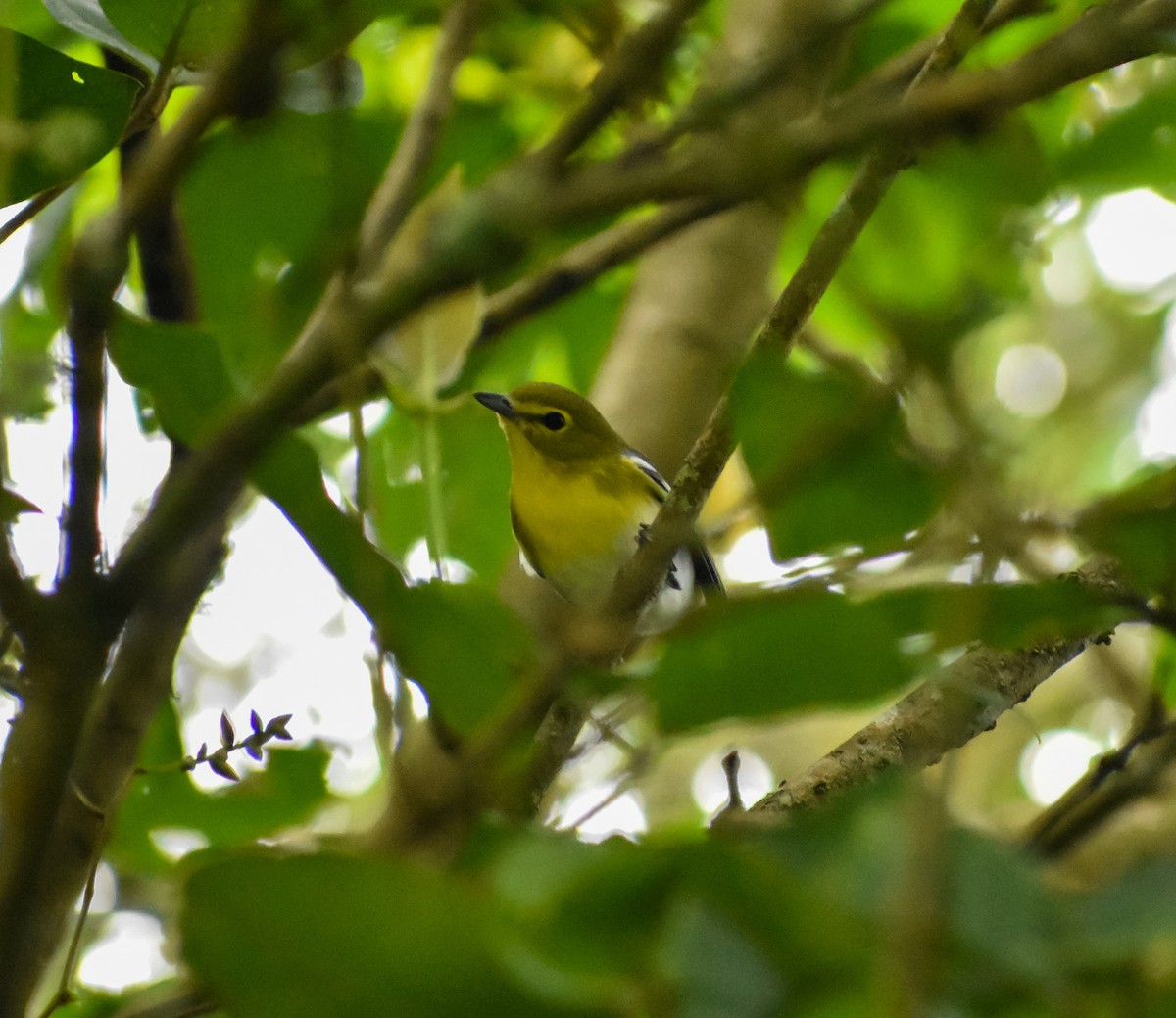 Yellow-throated Vireo - ML645332634