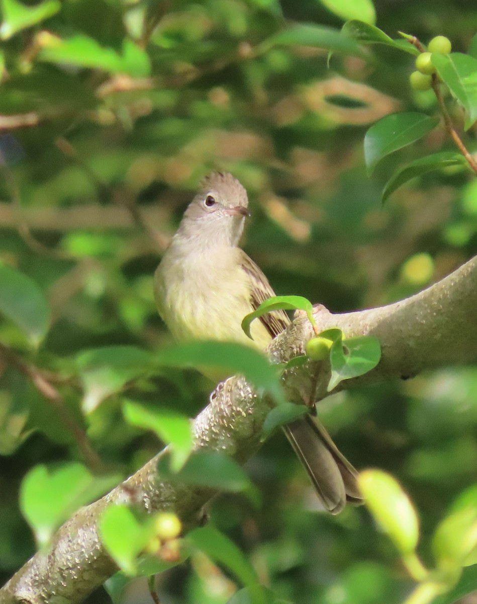 Желтобрюхая эления - ML645332655