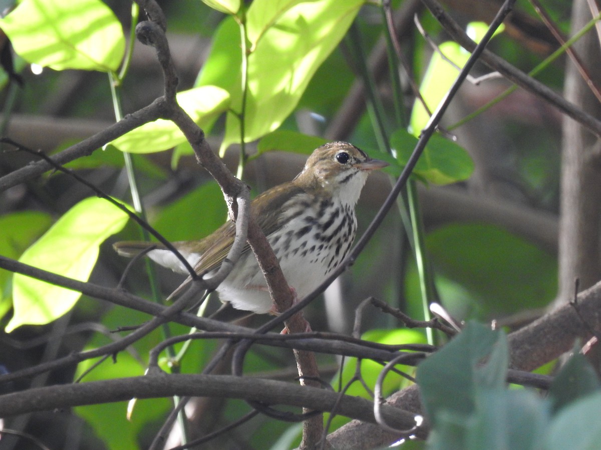 Ovenbird - ML645332665