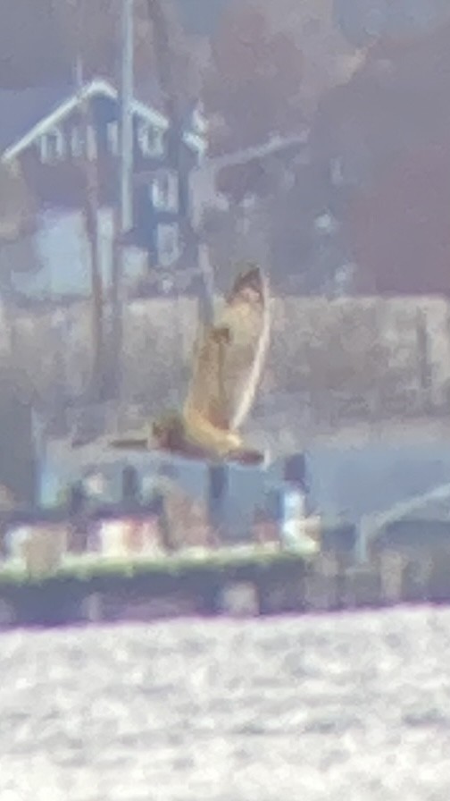 コミミズク（flammeus） - ML645332673