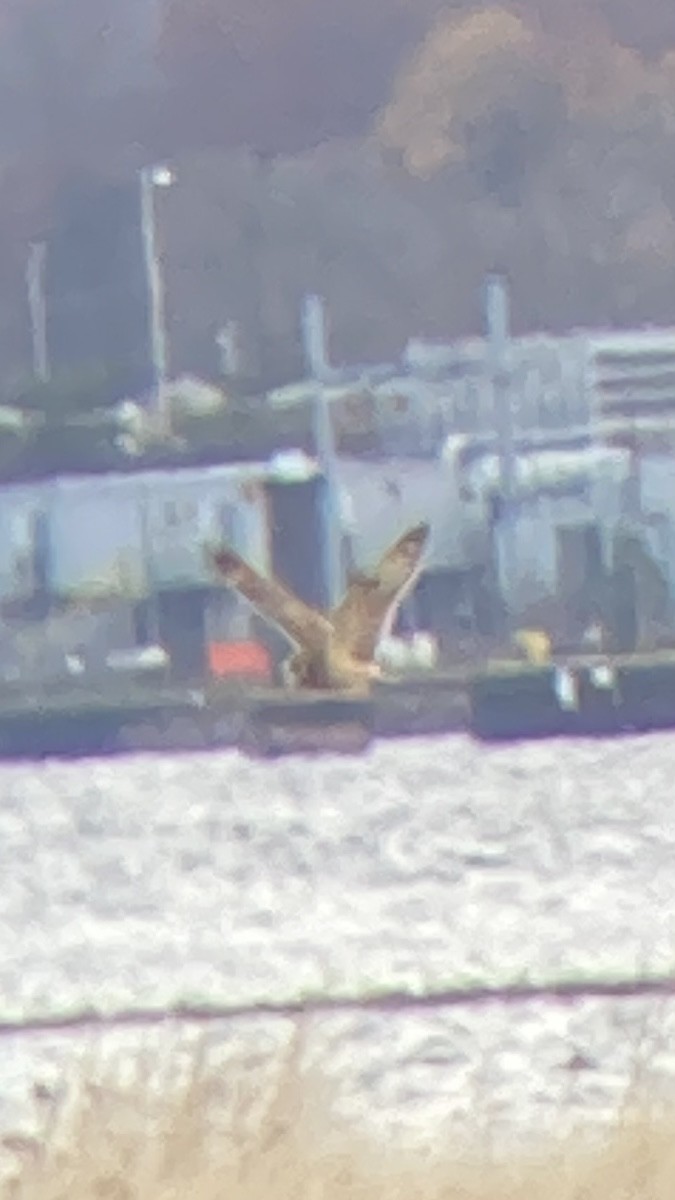 コミミズク（flammeus） - ML645332674