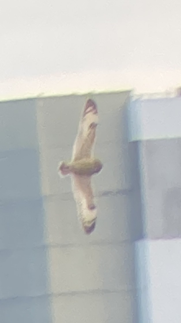 コミミズク（flammeus） - ML645332675