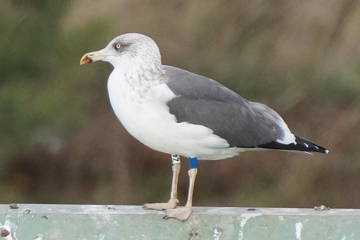 Lesser Black-backed Gull - ML645332682