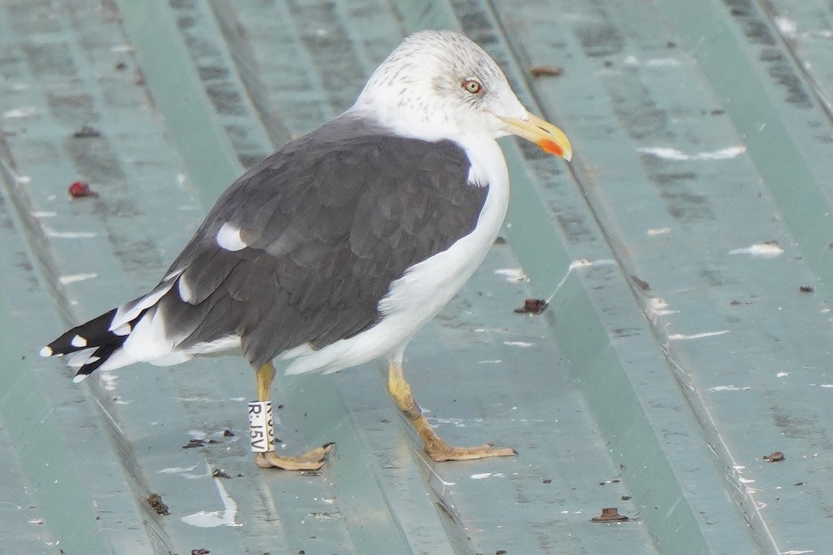 Lesser Black-backed Gull - ML645332683