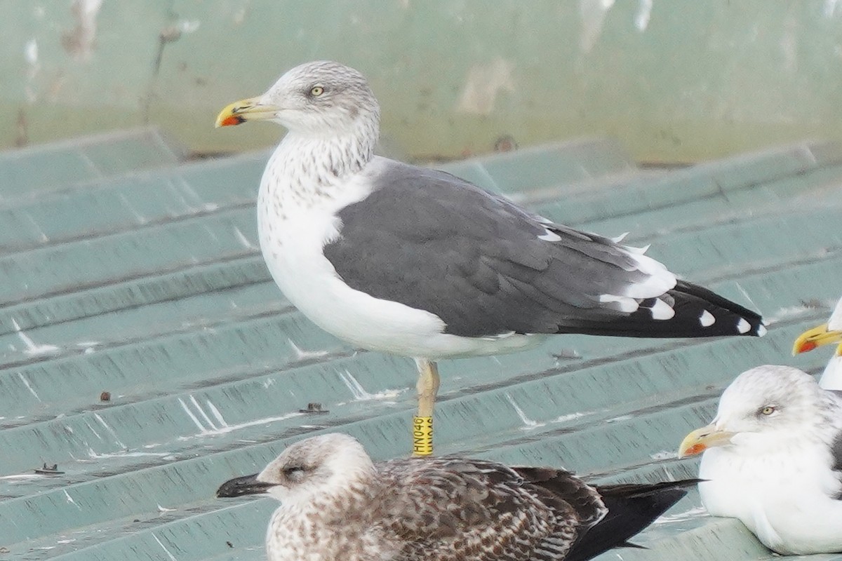 Lesser Black-backed Gull - ML645332687