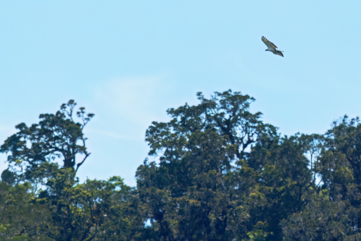 Philippine Eagle - ML645332697