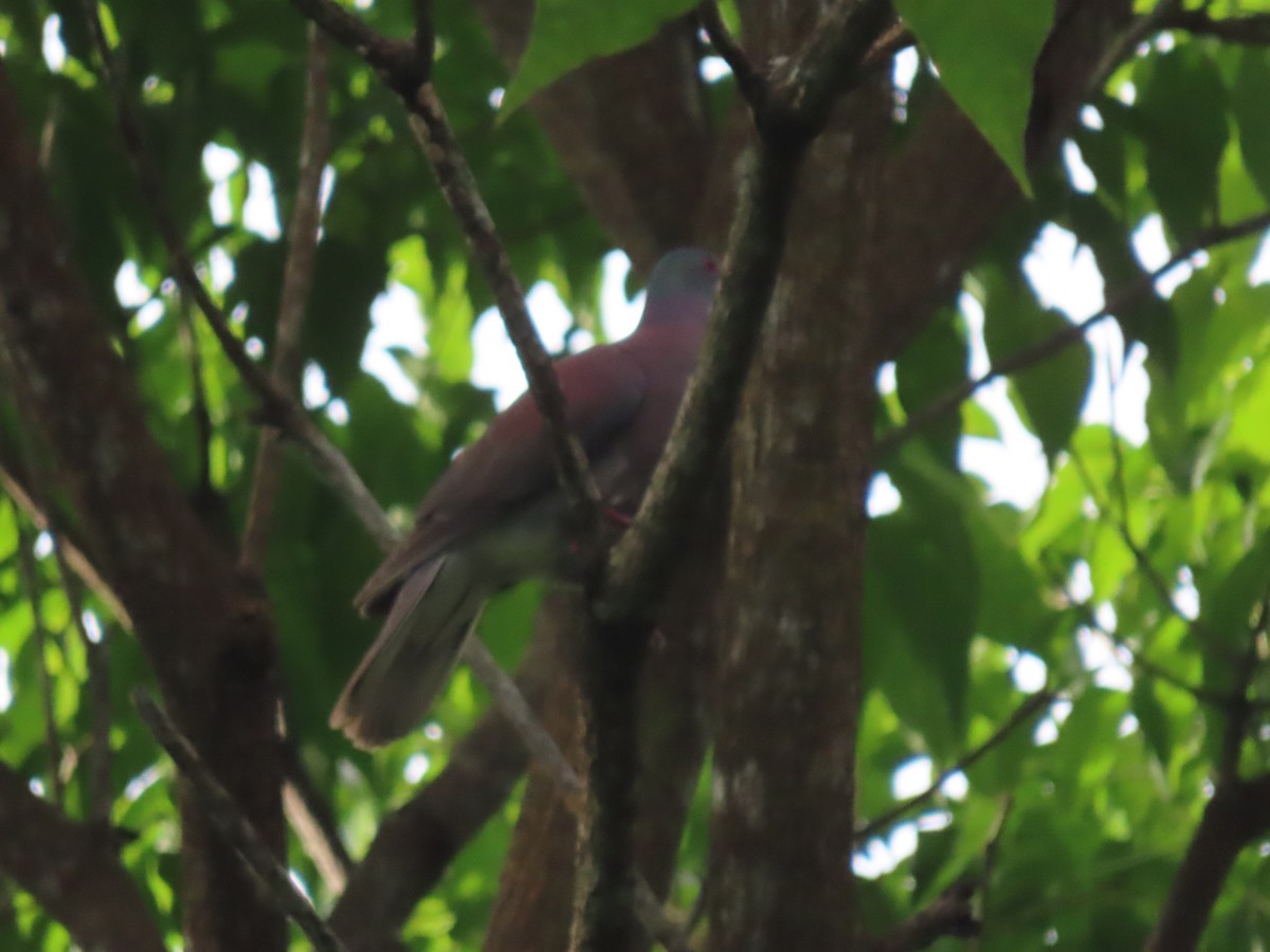 Paloma Colorada - ML645332703