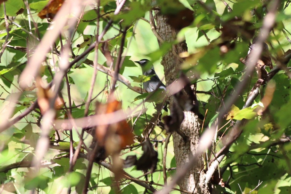 Gray Catbird - ML645332705