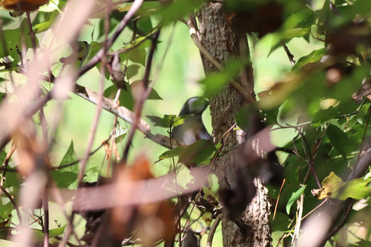Gray Catbird - ML645332706