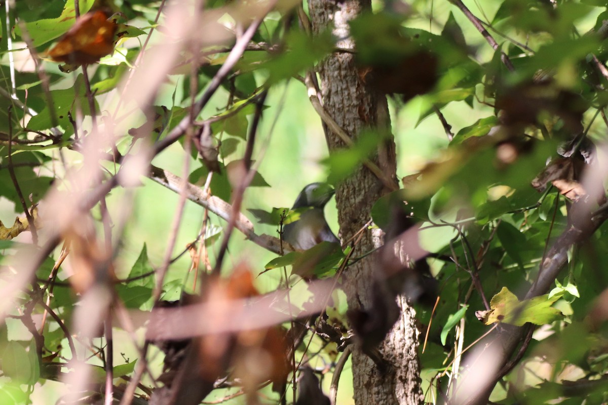 Gray Catbird - ML645332707