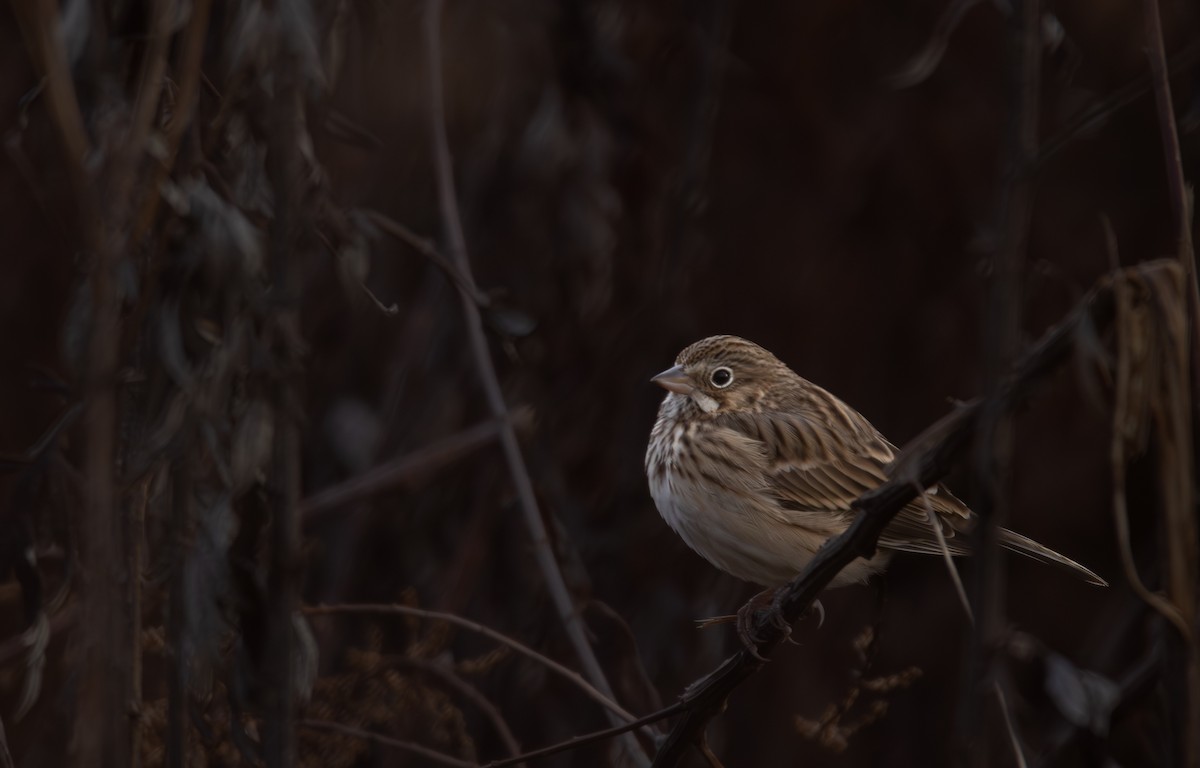Vesper Sparrow - ML645332712