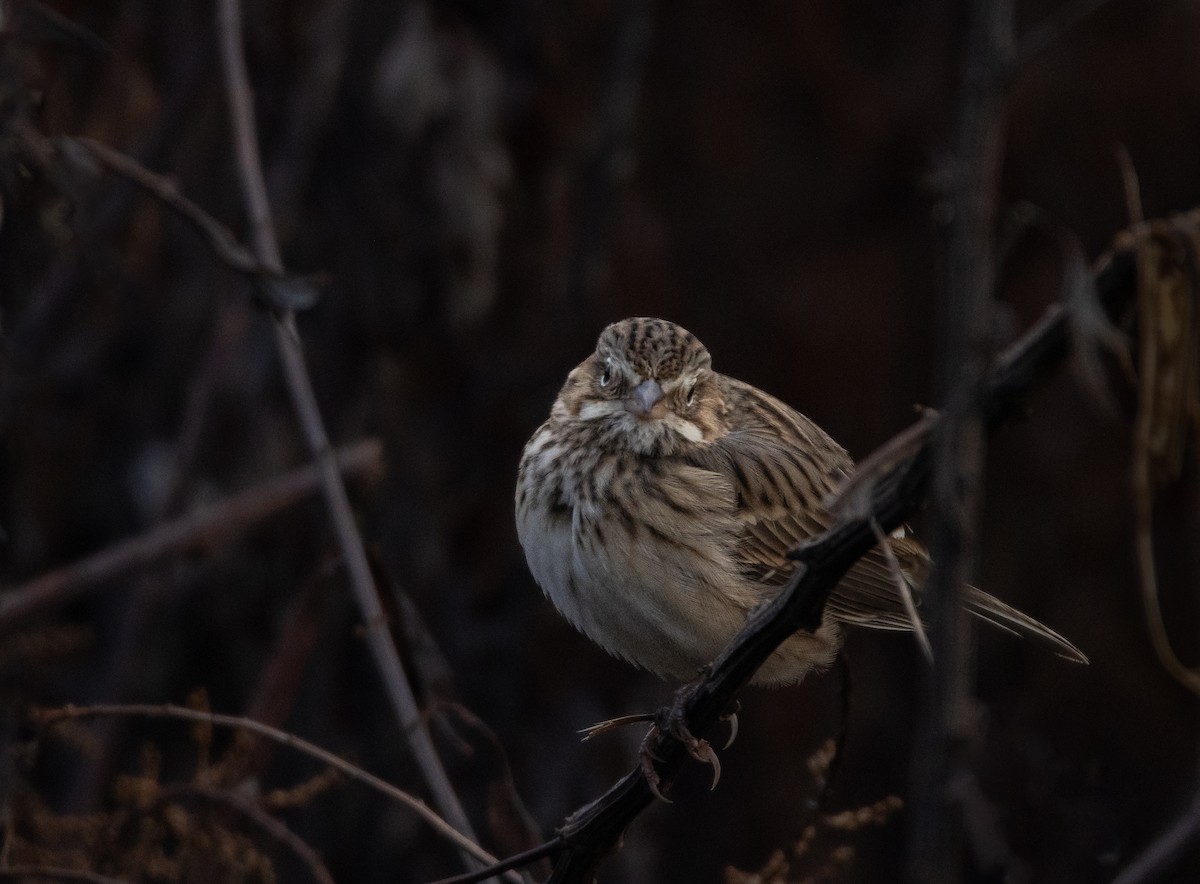Vesper Sparrow - ML645332713