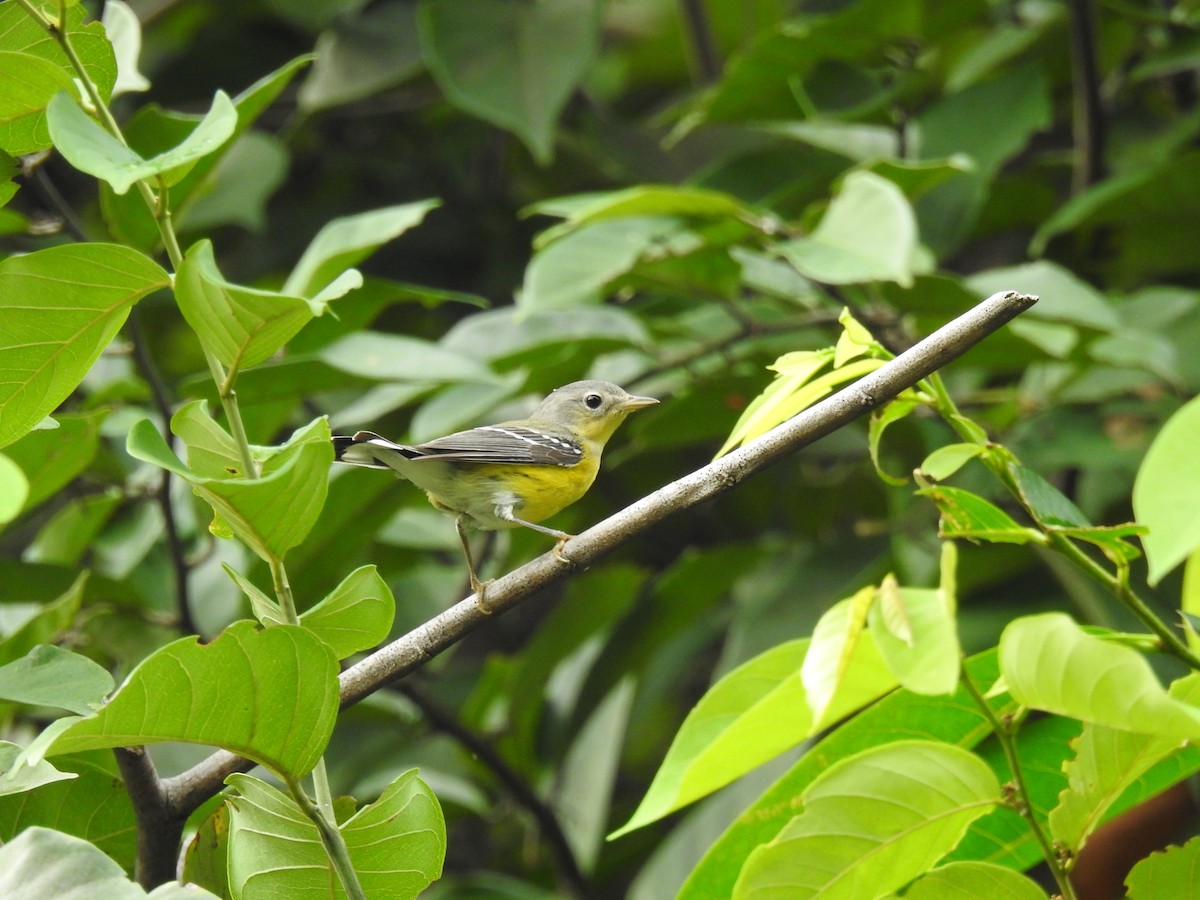 Magnolia Warbler - ML645332715