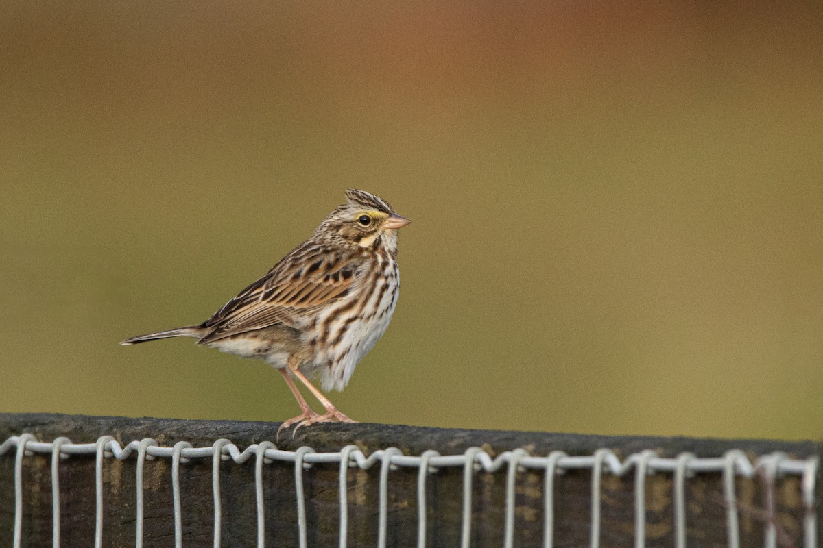 strnadec luční - ML645332726