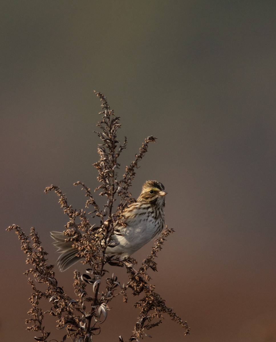 strnadec luční - ML645332731